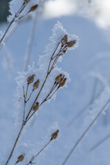 hielo en planta