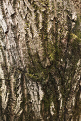 The texture of the bark of a walnut tree, close-up. Tree trunk background, textured image. A healthy stem. Lumber, forestry.