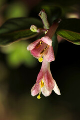 Naklejka na ściany i meble Trumpet like small pink flowers of the Snowberry (tsukubaneutsugi, Abelia spathulata) tree bloom in the forest (Natural+flash light, macro close-up photography)