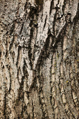 The texture of the bark of a walnut tree, close-up. Tree trunk background, textured image. A...