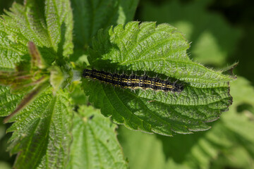 a caterpillar on a nettle leaf