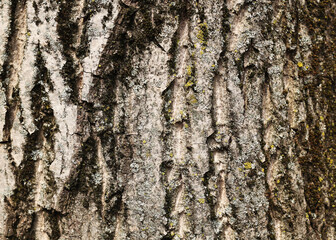 The texture of the bark of a walnut tree, close-up. Tree trunk background, textured image. A...