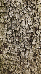 Texture of the bark of a fruit tree, close-up. Tree trunk background, textured image. A healthy...