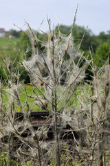 a eaten plant in caterpillar spun
