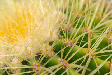 Close up of long golden spined Golden barrel cactus (Kinshachi, Echinocactus grusonii....