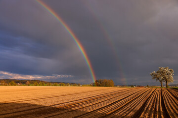 a double rainbow over an agricultural field with one single tree