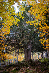 Centennial yews, Tejeda de Tosande. Fuentes Carrionas Natural Park, Fuente Cobre- Palentina Mountain. Palencia,  Spain