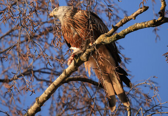 red kite with prey on a birch tree
