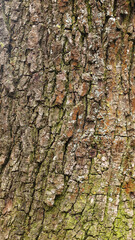 Texture of the bark of a fruit tree, close-up. Tree trunk background, textured image. A healthy stem. Lumber, forestry.