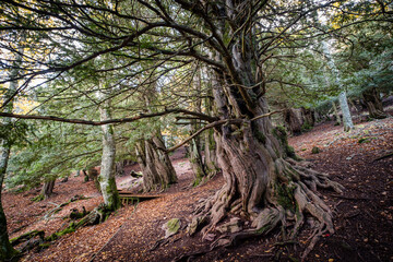 Obraz premium Centennial yews, Tejeda de Tosande. Fuentes Carrionas Natural Park, Fuente Cobre- Palentina Mountain. Palencia, Spain