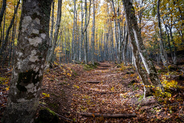 Fototapeta premium Tejeda de Tosande. Fuentes Carrionas Natural Park, Fuente Cobre- Palentina Mountain. Palencia, Spain