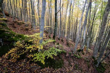 Tejeda de Tosande. Fuentes Carrionas Natural Park, Fuente Cobre- Palentina Mountain. Palencia,  Spain