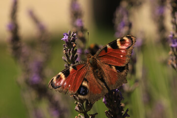 peacock butterfly on lavender