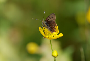 lycaenidae butterfly on a yellow flower