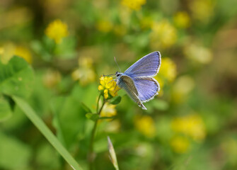 lycaenidae blue butterfly on yellow flower