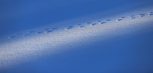 animal tracks in the snow