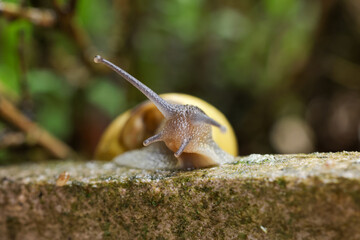 potrait picture of a snail