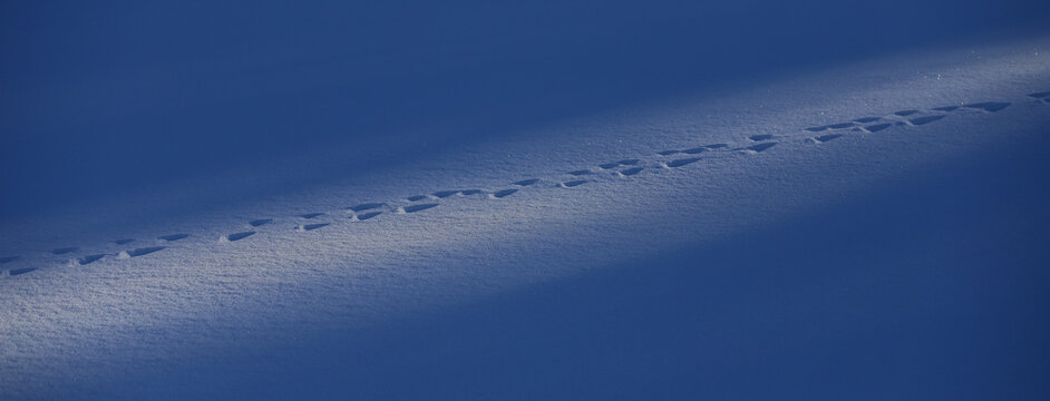 animal tracks in the snow