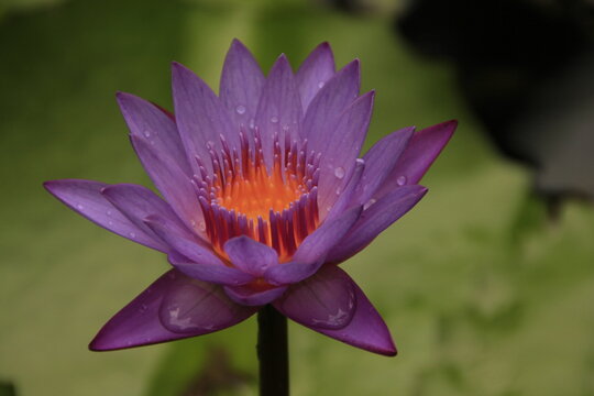 purple water lily flower in the botanical garden of Mahé, Seychelles