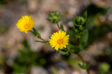 Calendula arvensis or Field marigold, a beautiful and yellow flower from Mediterranean area