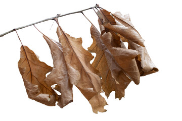 dry oak branch with leaves on white isolated background