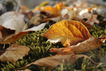 otoño hojas