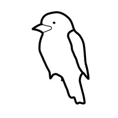 oceania natural animal kookaburra bird kingfisher