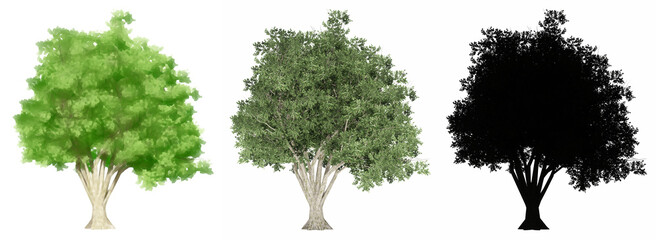 Fototapeta premium Set or collection of Japanese Pagoda trees, painted, natural and as a black silhouette on white background. Concept or conceptual 3d illustration for nature, ecology and conservation, strength, beauty