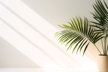 Fototapeta premium .Majestic Palm Bathed in Morning Sun, Minimalist Plant Studio Photo
