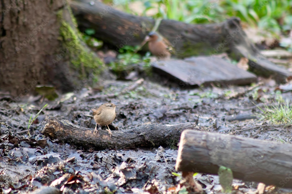 Wall mural Wren (Troglodytes troglodytes) in the forest