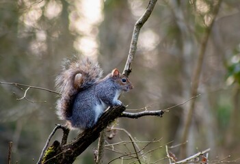 Squirrel perched on a tree branch near lush foliage