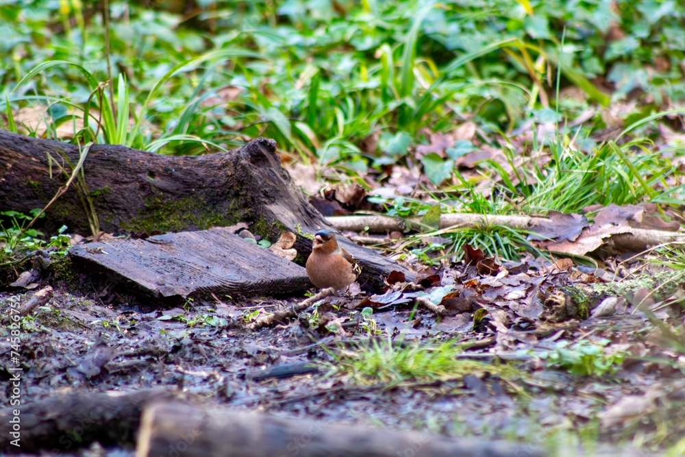 Wall mural finch (fringilla coelebs) perched on the woodland floor