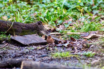 Naklejka na ściany i meble Finch (Fringilla coelebs) perched on the woodland floor