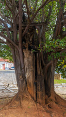 The gameleira tree that grew on the cross