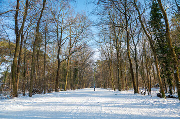 Forest in the winter