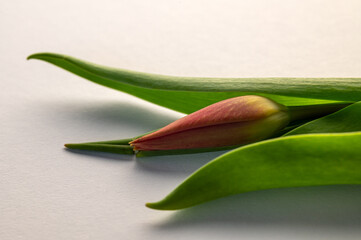 a tulip on the white background