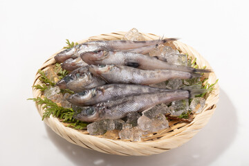 ［宮城県産］メヒカリ