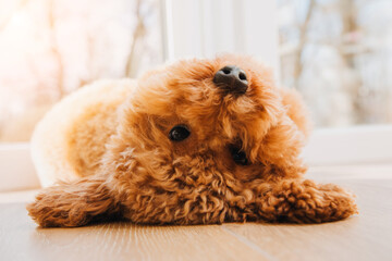 A small ginger poodle lying on the floor near the big window. Front view