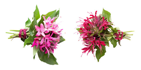 summer season flowers bouquet made with  Bee Balm isolated on transparent background
