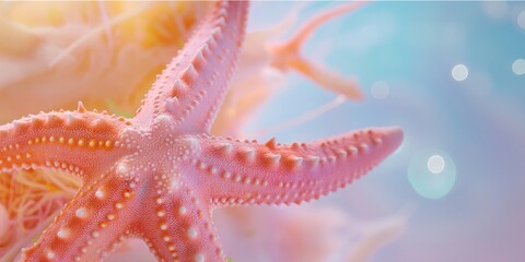 Starfish on a pastel background with bokeh lights and with copy space.