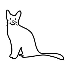 pet animal cat kitten