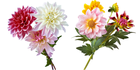 flowers bouquet made with Dahlias, isolated on transparent background