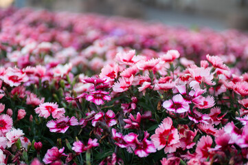 Carnation (Latin Dianthus) sort Raspberry Parfait. Flowers are in the city street in the flowerbed. Carnation is a genus of perennial plants of the Clove family (Caryophyllaceae). Gardening.