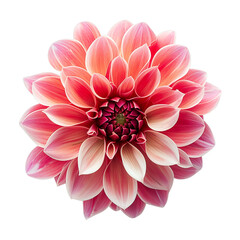 Fototapeta premium A flowers illustration realistic style. On transparent background. png.