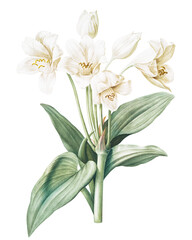 Bouquet of White Crinum Giganteum Flowers Illustration
