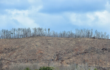 The mountain barren hill was desolate by cut down trees