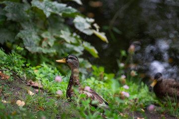 Mallard duck female in the thickless on the swamp. Mallard or wild duck (Anas platyrhynchos) is duck that breeds throughout  Americas, Eurasia, and North Africa. Most common and famous wild duck.