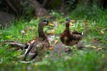 Two mallard female in the thickless on the lakeshore. Mallard or wild duck (Anas platyrhynchos) is duck that breeds throughout  Americas, Eurasia, and North Africa. Most common and famous wild duck.