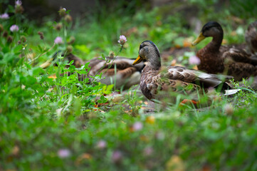 Group of mallard ducks in thickness on the lakeshore. Mallard or wild duck (Anas platyrhynchos) is duck that breeds throughout Americas, Eurasia, and North Africa. Most common and famous wild duck.