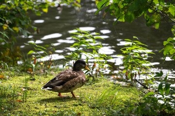 Alone mallard female on the lake shore. Mallard or wild duck (Anas platyrhynchos) is duck that breeds throughout the world. Most common and famous wild duck.